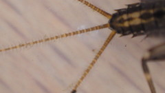 Stenacron interpunctatum