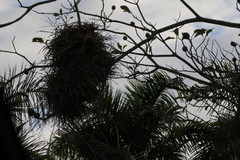 Phacellodomus rufifrons