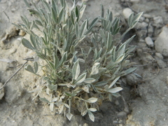 Astragalus gilviflorus