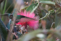 Colibri serrirostris
