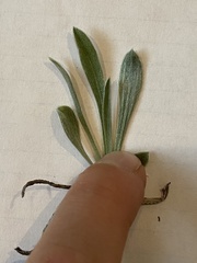 Tetraneuris argentea