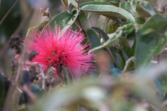 Colibri serrirostris