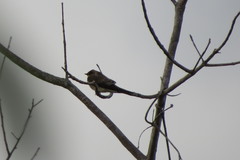 Stelgidopteryx ruficollis