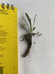 Tetraneuris argentea