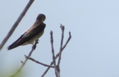 Stelgidopteryx ruficollis