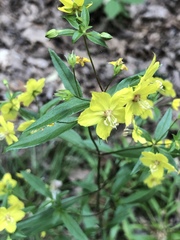 Lysimachia lewisii
