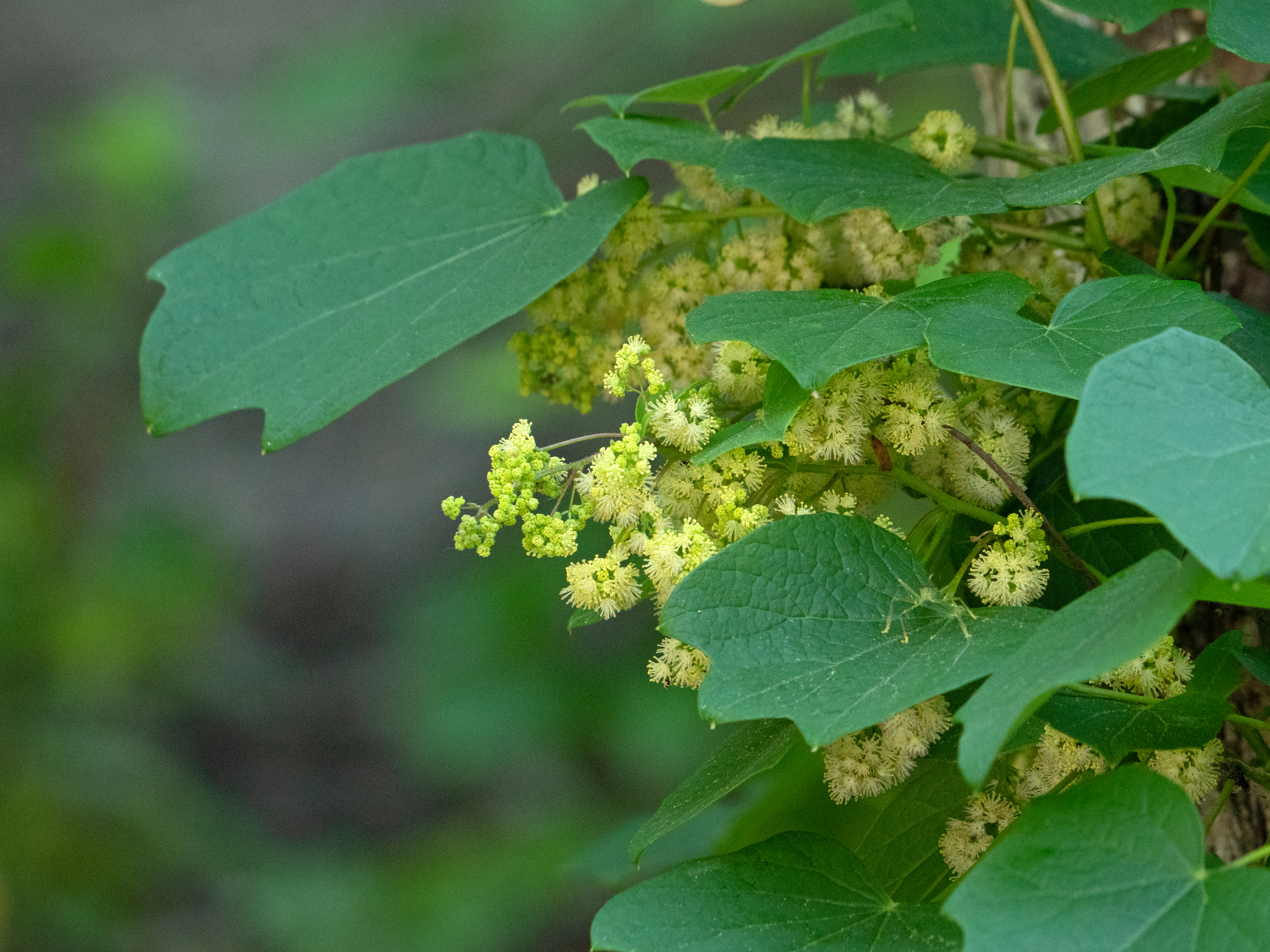 Menispermum