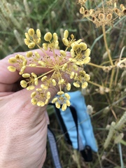Polytaenia nuttallii