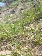 Festuca trachyphylla