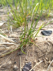 Festuca trachyphylla