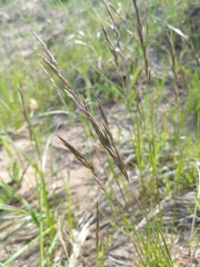Festuca trachyphylla