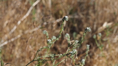 Cryptantha flaccida