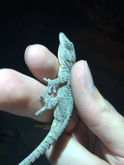 Tarentola delalandii