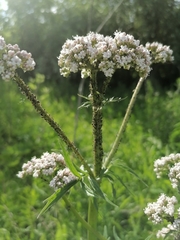 Valeriana rossica