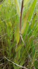 Castilleja levisecta
