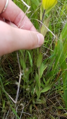 Castilleja levisecta