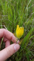 Castilleja levisecta