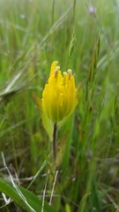 Castilleja levisecta