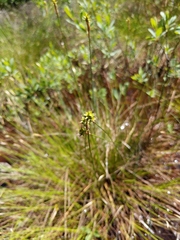Carex exilis