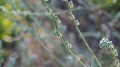 Cryptantha flaccida