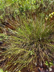 Carex exilis