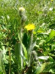 Pilosella flagellaris