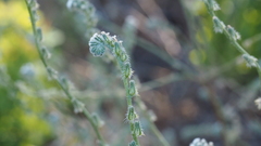 Cryptantha flaccida