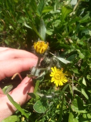 Pilosella flagellaris