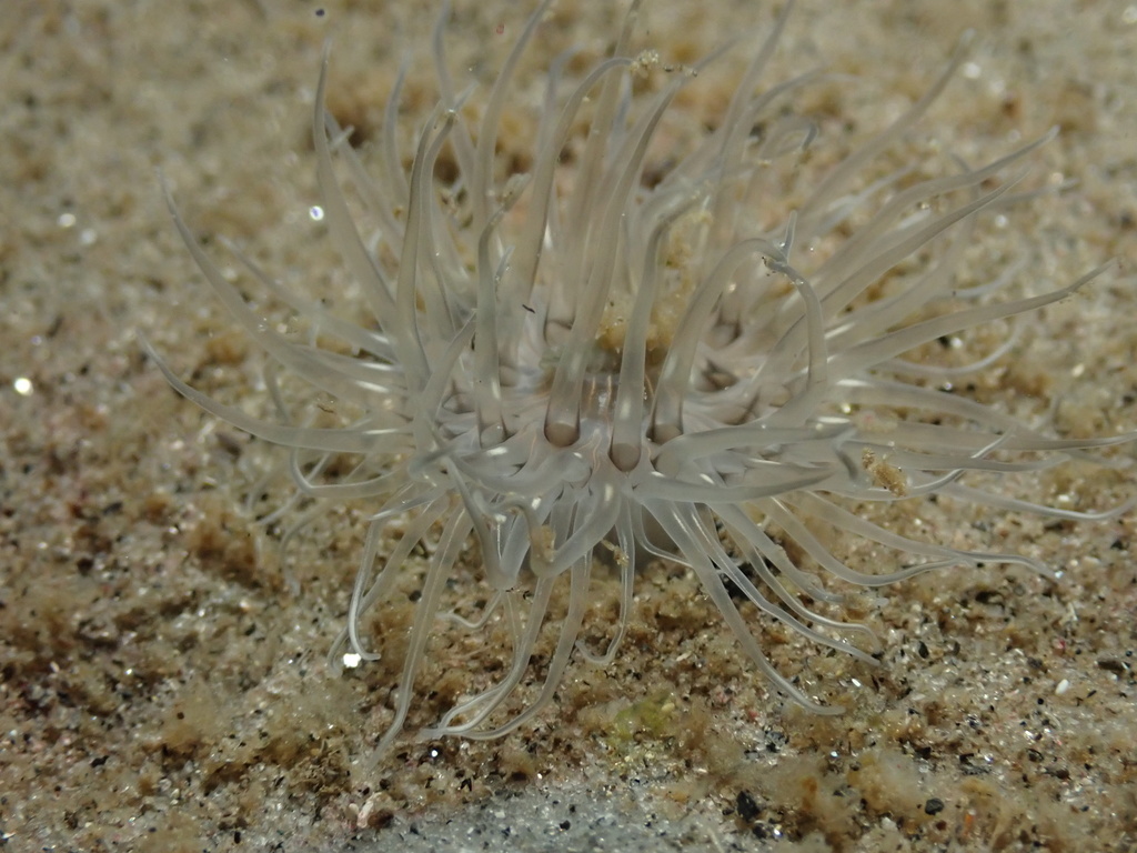 Zaolutus