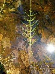 Equisetum palustre