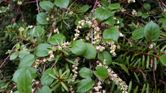 Muehlenbeckia australis × complexa