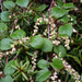 Muehlenbeckia australis x m complexa - Photo no rights reserved, uploaded by Peter de Lange
