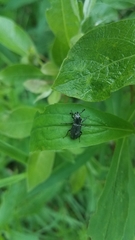 Platycerus