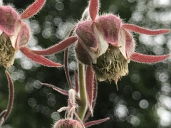Geum triflorum