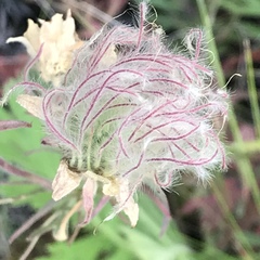 Geum triflorum