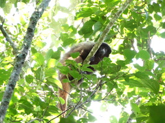 Callicebus nigrifrons