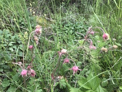 Geum triflorum