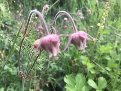 Geum triflorum