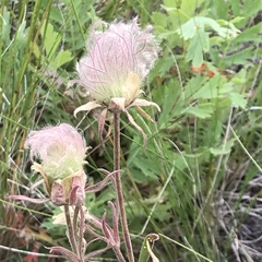 Geum triflorum