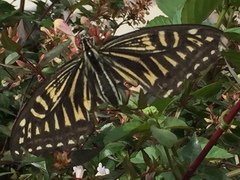 Papilio xuthus