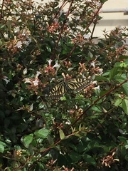 Papilio xuthus