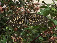 Papilio xuthus