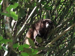Callicebus nigrifrons