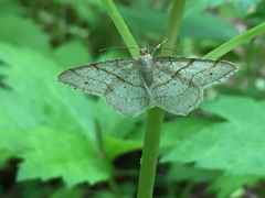 Trigrammia quadrinotaria