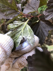 Podosphaera physocarpi