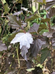 Podosphaera physocarpi