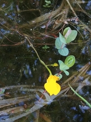 Utricularia intermedia