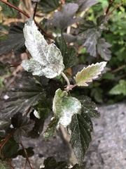 Podosphaera physocarpi