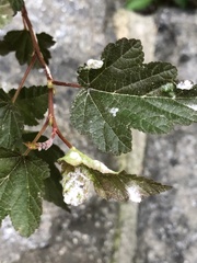 Podosphaera physocarpi