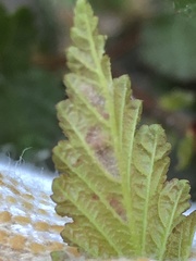 Podosphaera physocarpi